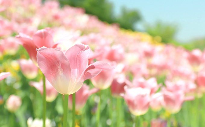 ピンク色の花の花言葉
