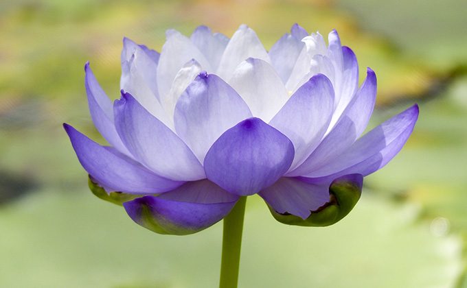 紫色の花の花言葉