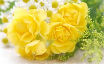 黄色い花の花言葉