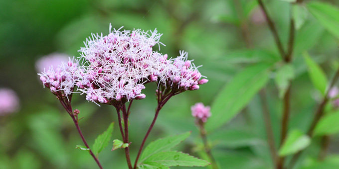 紫色の藤袴（フジバカマ）の花言葉