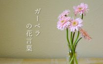 色で変わるガーベラの花言葉