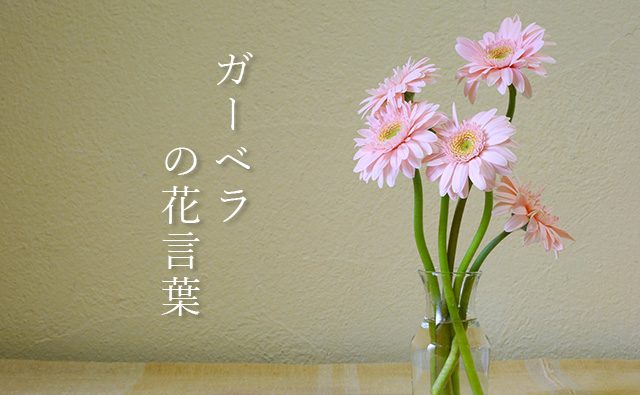 色で変わる ガーベラ の花言葉 赤 ピンク オレンジ 黄 白 カラーセラピーライフ