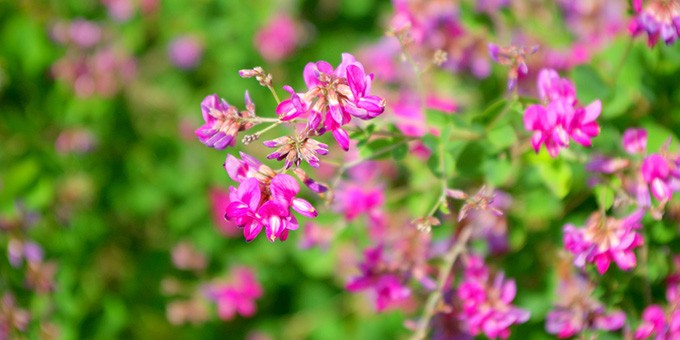 紫色の萩（ハギ）の花言葉