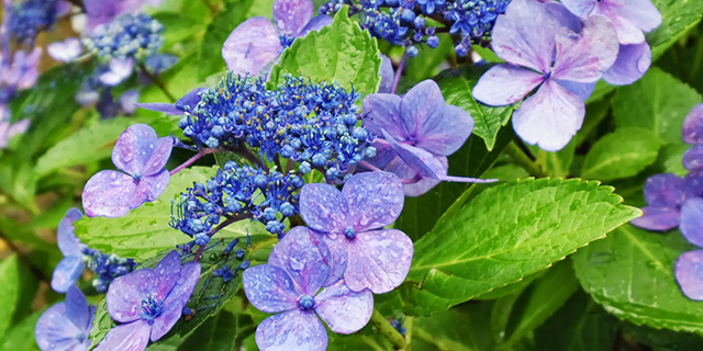 色で変わる 紫陽花 アジサイ の花言葉 青 紫 白 ピンク カラーセラピーランド