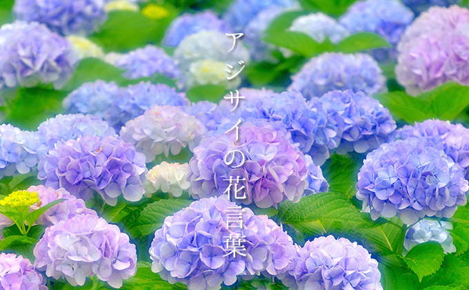 色で変わる 紫陽花 アジサイ の花言葉 青 紫 白 ピンク カラーセラピーライフ
