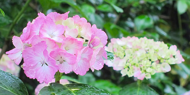 色で変わる 紫陽花 アジサイ の花言葉 青 紫 白 ピンク カラーセラピーランド