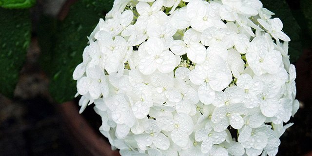 色で変わる 紫陽花 アジサイ の花言葉 青 紫 白 ピンク カラーセラピーランド