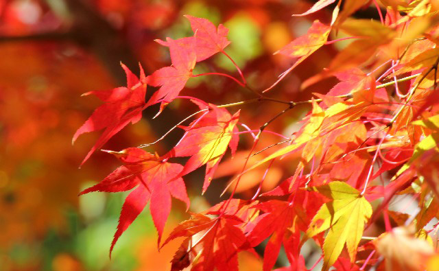 紅葉の色とメカニズム 京都に紅葉の名所が多い理由 カラーセラピーライフ