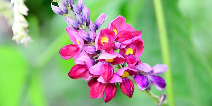 紫色の葛（クズ）の花言葉