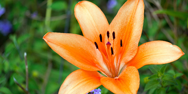 色で変わる 百合 ユリ の花言葉 白 赤 オレンジ 黄色 カラーセラピーランド