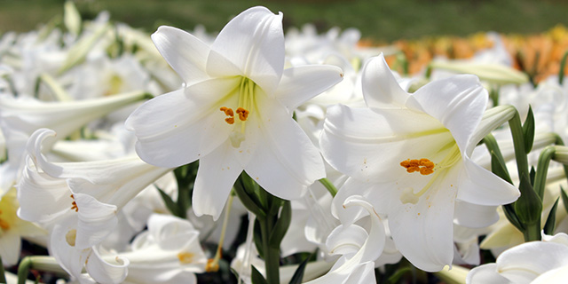 色で変わる 百合 ユリ の花言葉 白 赤 オレンジ 黄色 カラーセラピーランド カラーライフスタイル