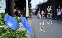 色で変わる朝顔の花言葉