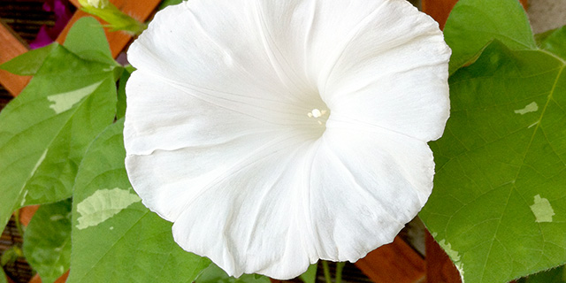 白色の朝顔の花言葉