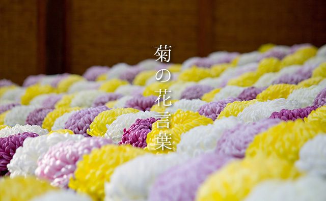 色で変わる「菊／キク」の花言葉