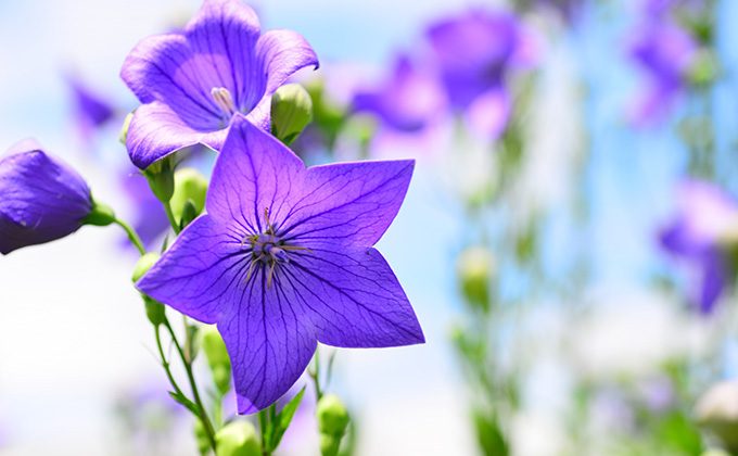 秋の七草の色と花言葉