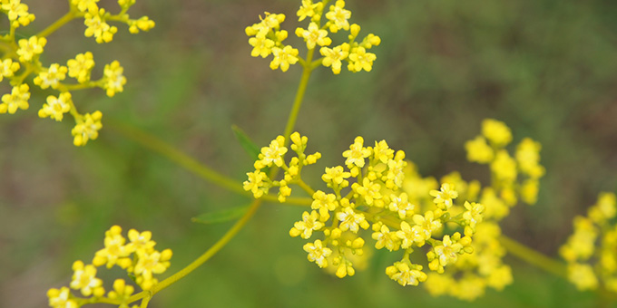 黄色の女郎花（オミナエシ）の花言葉