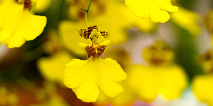 黄色のオンシジュームの花言葉