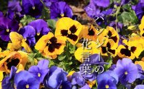 色で変わるパンジーの花言葉