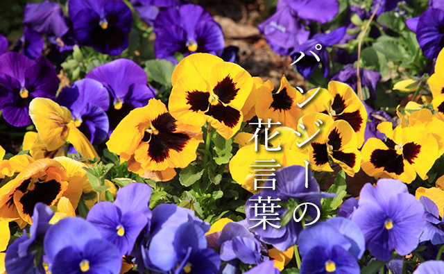 色で変わる パンジー の花言葉 紫 白 黄色 オレンジ カラーセラピーライフ