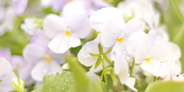 白色のパンジーの花言葉