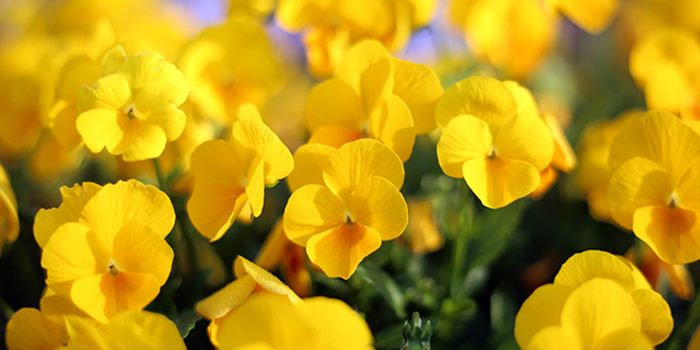 黄色い 花 花 言葉