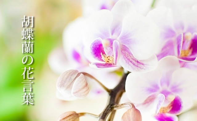 色で変わる 胡蝶蘭 コチョウラン の花言葉 白 ピンク カラーセラピーランド