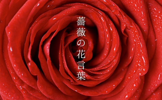 赤い 薔薇 花 言葉