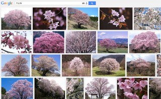 「大山桜」の画像検索