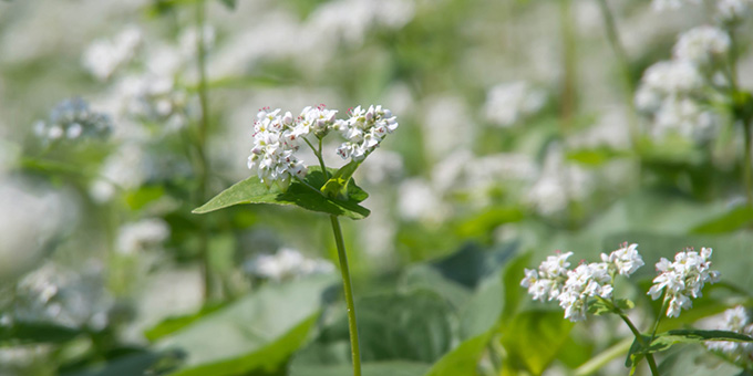 白色の蕎麦（ソバ）の花言葉