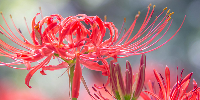 赤色の彼岸花（ヒガンバナ）の花言葉