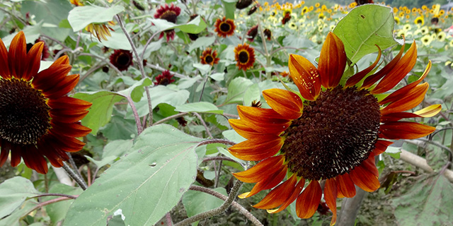 色で変わる 向日葵 ひまわり の花言葉 黄色 紫 白 カラーセラピーランド