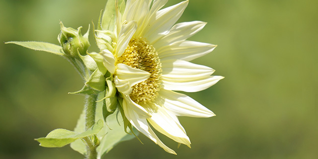 白色のひまわりの花言葉「ほどよき恋愛」