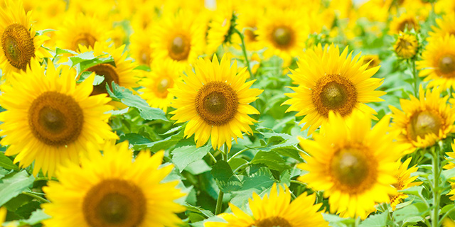 色で変わる 向日葵 ひまわり の花言葉 黄色 紫 白 カラーセラピーランド