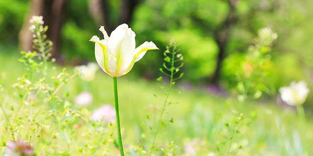 緑色の花の花言葉 チューリップ バラ カラーセラピーランド カラーライフスタイル