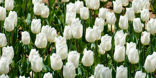 白のチューリップの花言葉