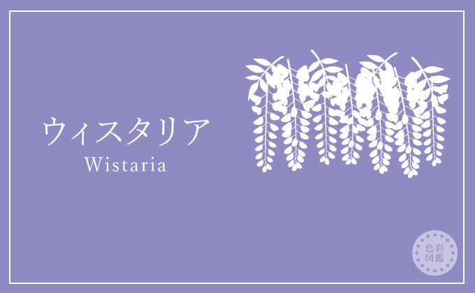 ウィスタリア wistaria